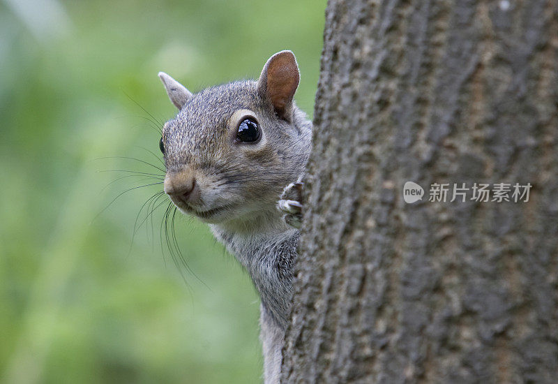 灰松鼠(Sciurus carolinensis)